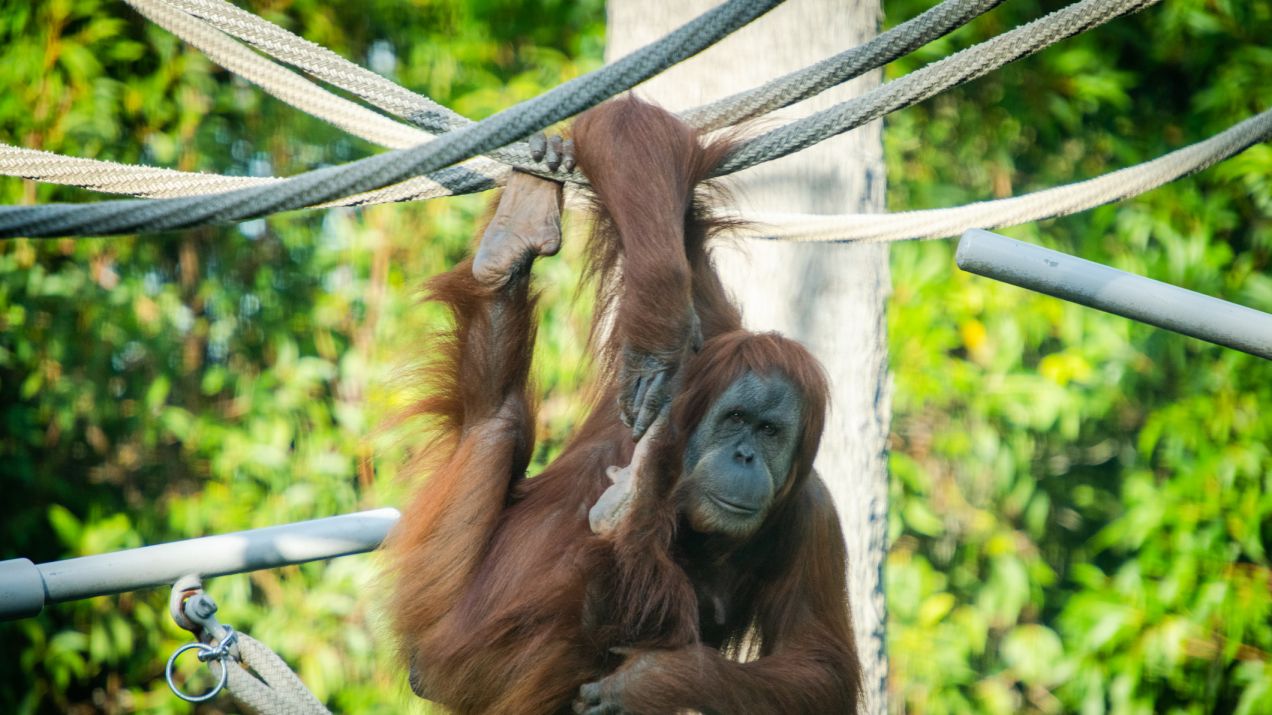 Wszystkie małpy, które zostały zaszczepione, czują się dobrze (fot. Getty Images)