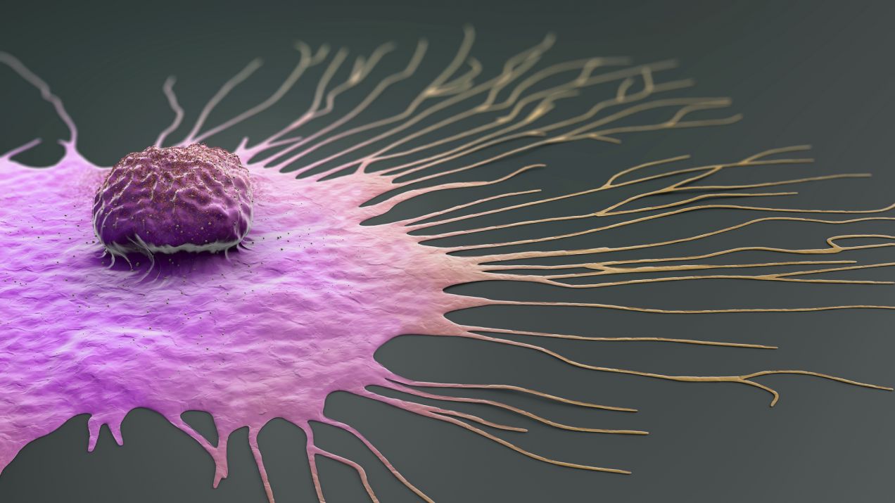 Migracja komórek raka piersi