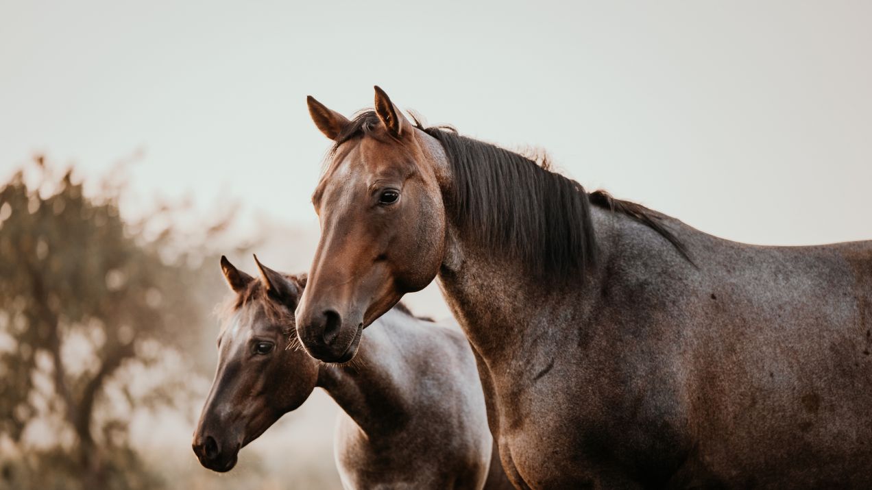 W najnowszych badaniach naukowcy udowodnili, że konie mogą rozpoznawać swoje odbicie w lustrze (fot. Getty Images)