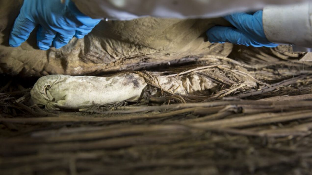 Zawinięte szczątki płodu były ukryte pod szatami biskupa, między jego nogami (fot. Gunnar Menander/Lun University)