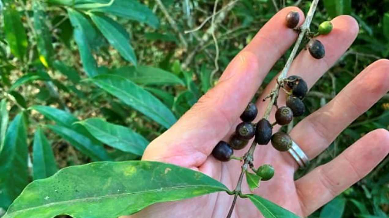 Ziarna dziko rosnącej Coffea stenophylla z Sierra Leone (fot. RBG Kew)