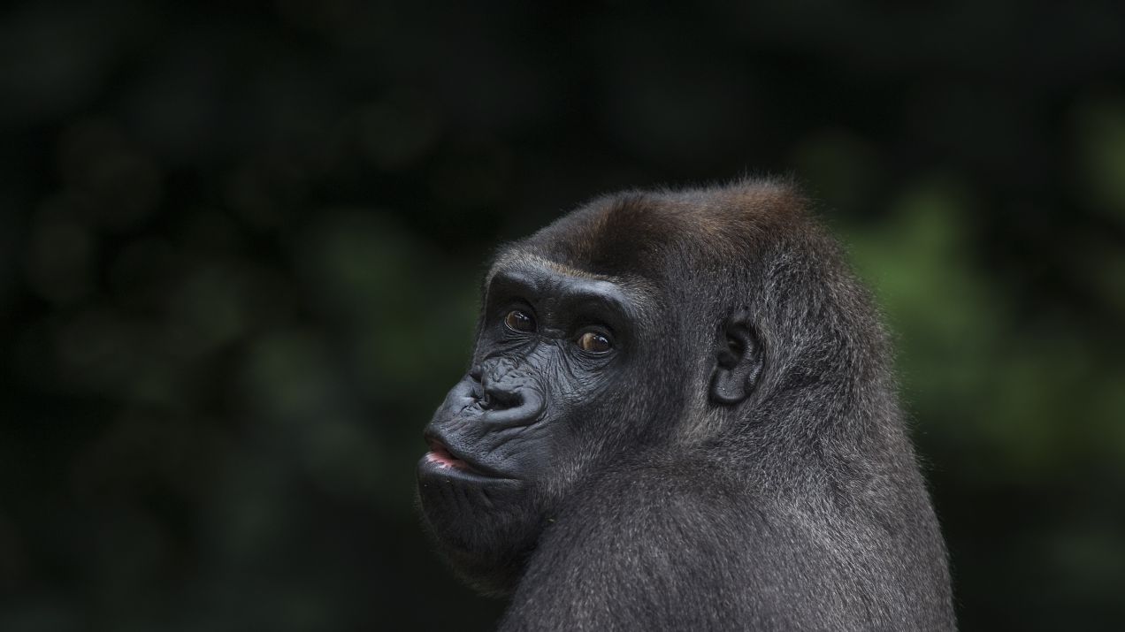 Adopcja w świecie zwierząt. Badania wykazały, że goryle opiekują się młodymi osobnikami, które straciły rodziców