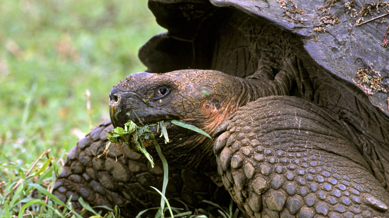 Na Galapagos znaleziono żółwia, którego gatunek uznano za wymarły. Ostatni raz widziano je ponad sto lat temu