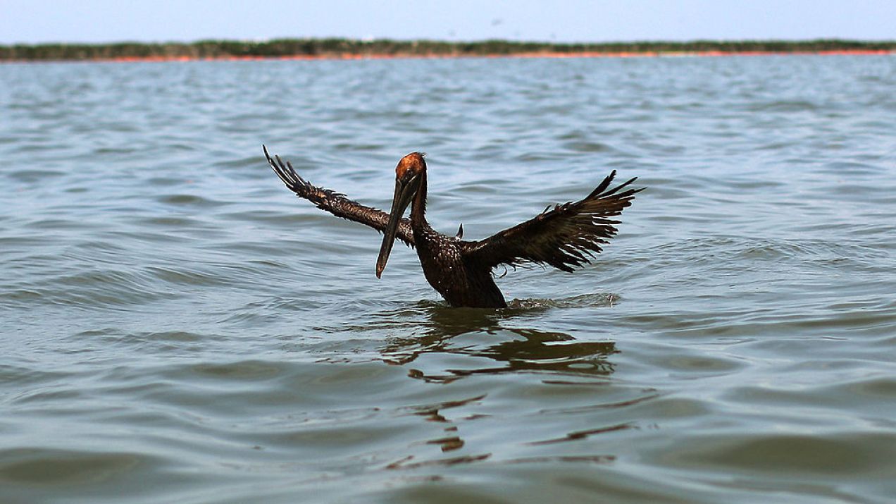 Pelikan w Zatoce Meksykańskiej