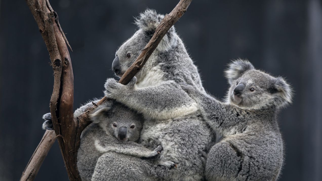 Zwierzęta Australii - jakie gatunki można spotkać w Australii?