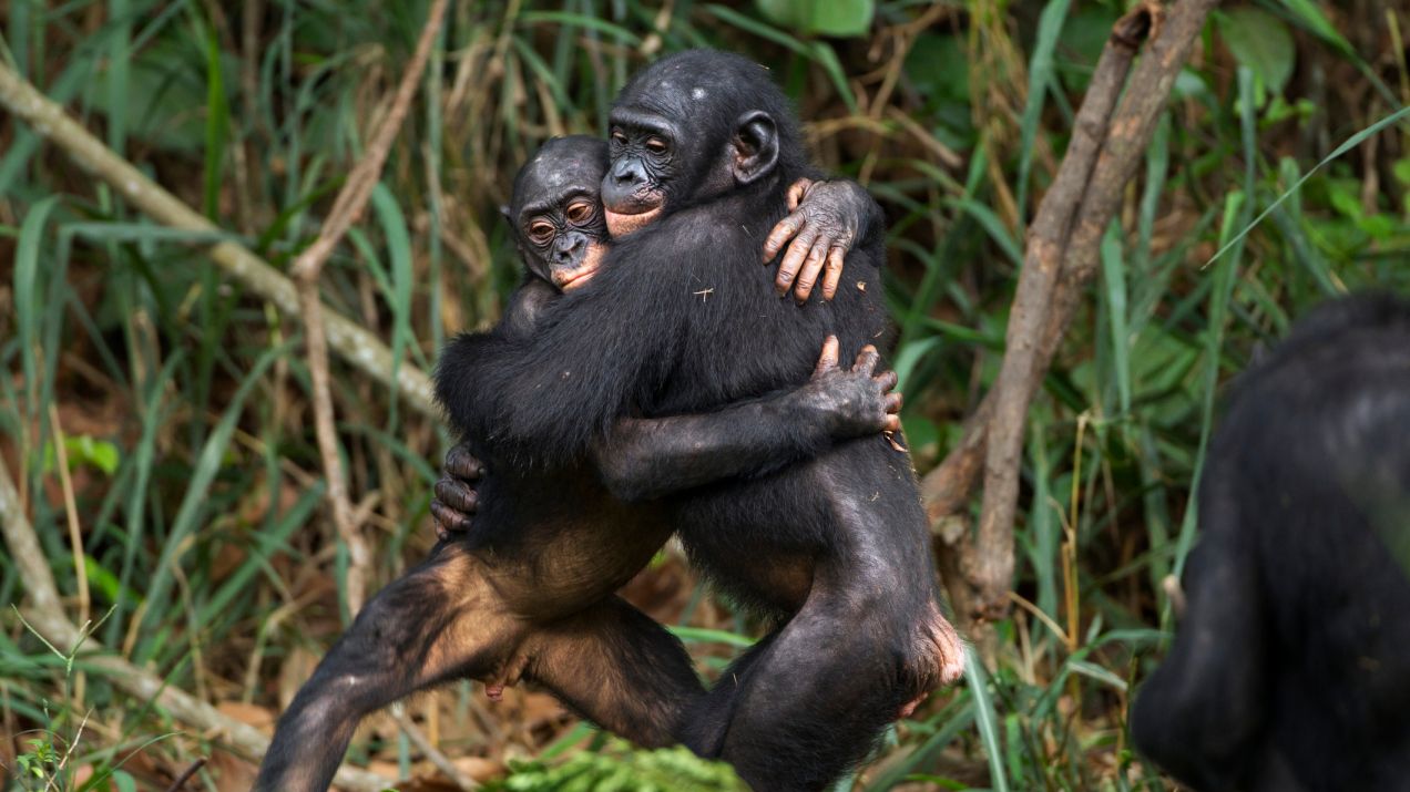 Czułości bonobo