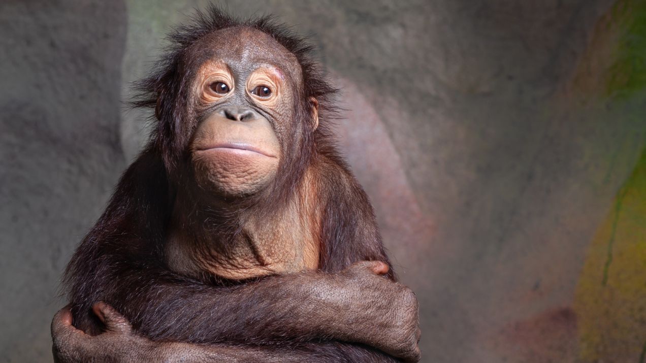 Orangutany – po szympansach – są jednymi ze zwierząt najlepiej posługujących się narzędziami (fot. Getty Images)