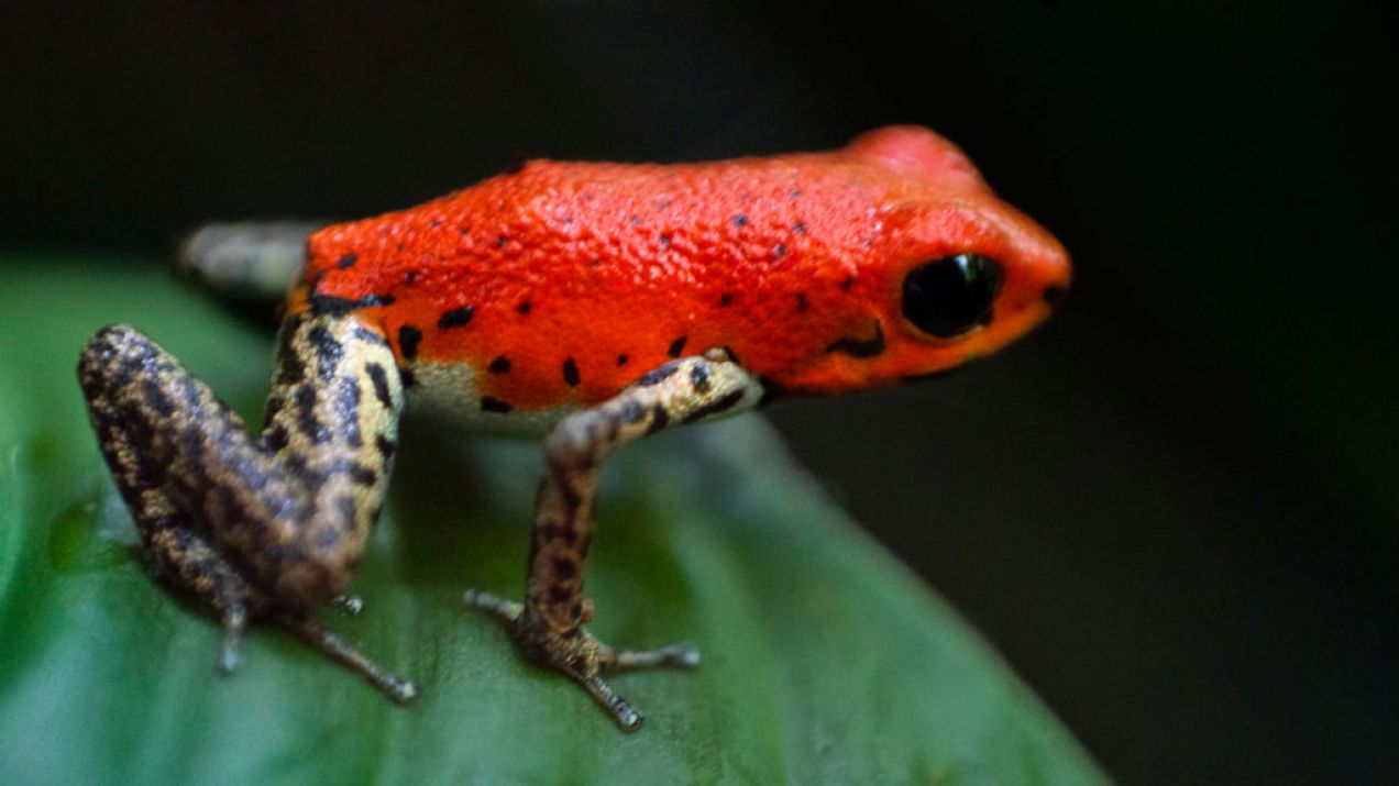 Jadowita żaba z Panamy