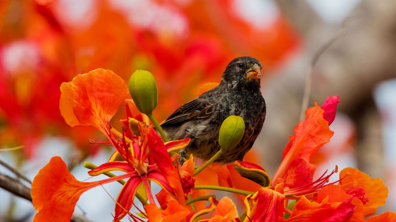 Ptaki uczą się swoich śpiewów jeszcze przed wykluciem z jaj