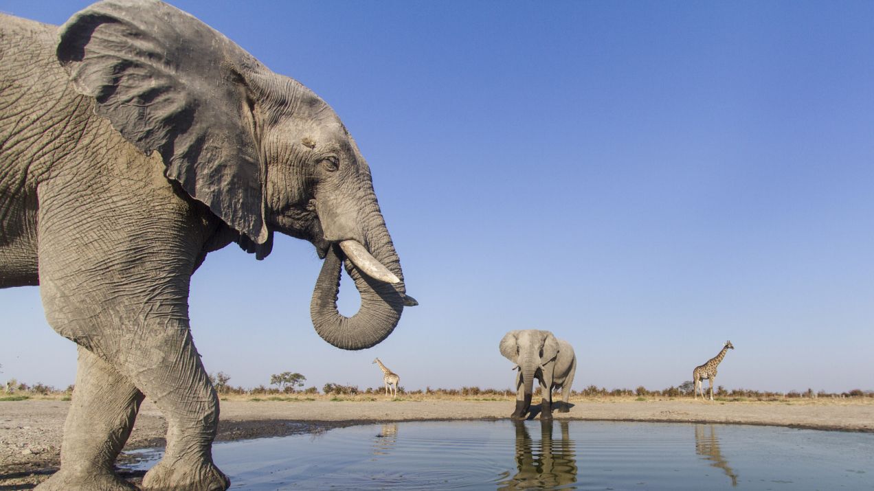 Botswana zarobiła w tym roku 2,7 mln dolarów na polowaniu na słonie