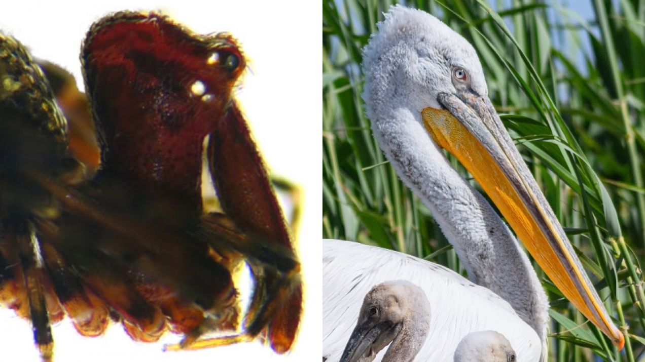 Pająki, które wyglądają jak pelikany, jednak nie wymarły. Żyją w Australii