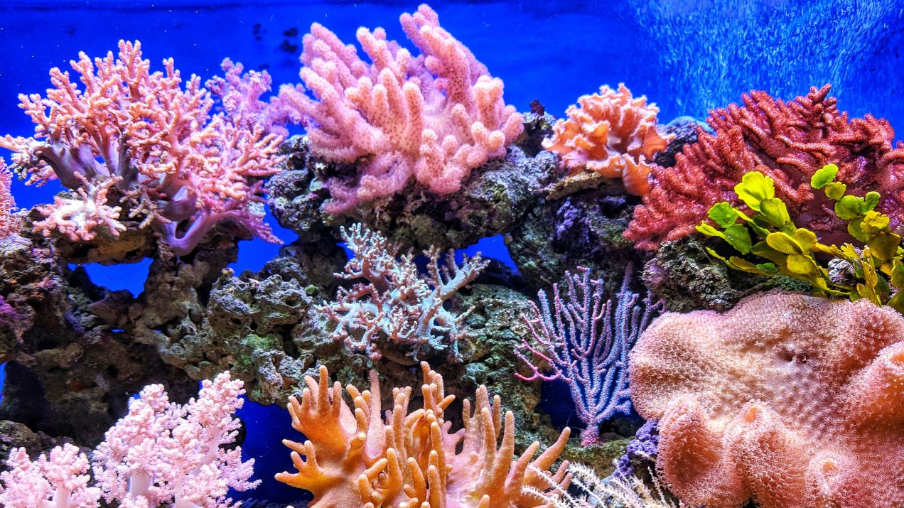 Nagrodzona Noblem metoda pomaga w ratowaniu raf koralowych