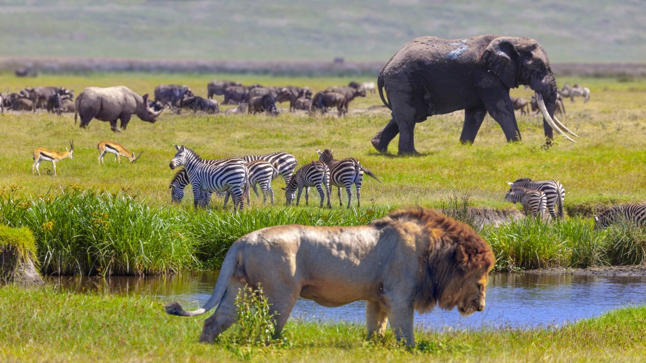 Zwierzęta na safari - jakie można zaobserwować i kiedy jechać?