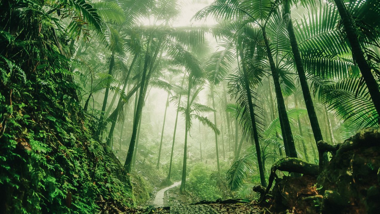 Lasy tropikalne odrastają w zaskakująco szybkim tempie. Efekty widać już po 10 latach