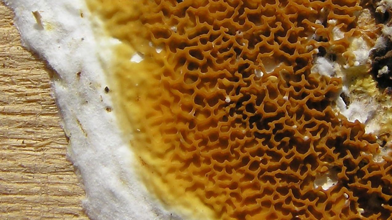 Niebezpieczny grzyb domowy - Serpula lacrymans