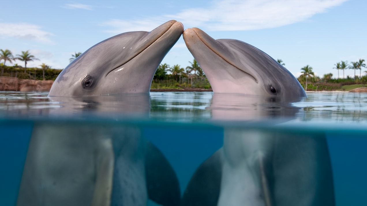 Delfiny tak jak ludzie mogą czerpać przyjemność z seksu