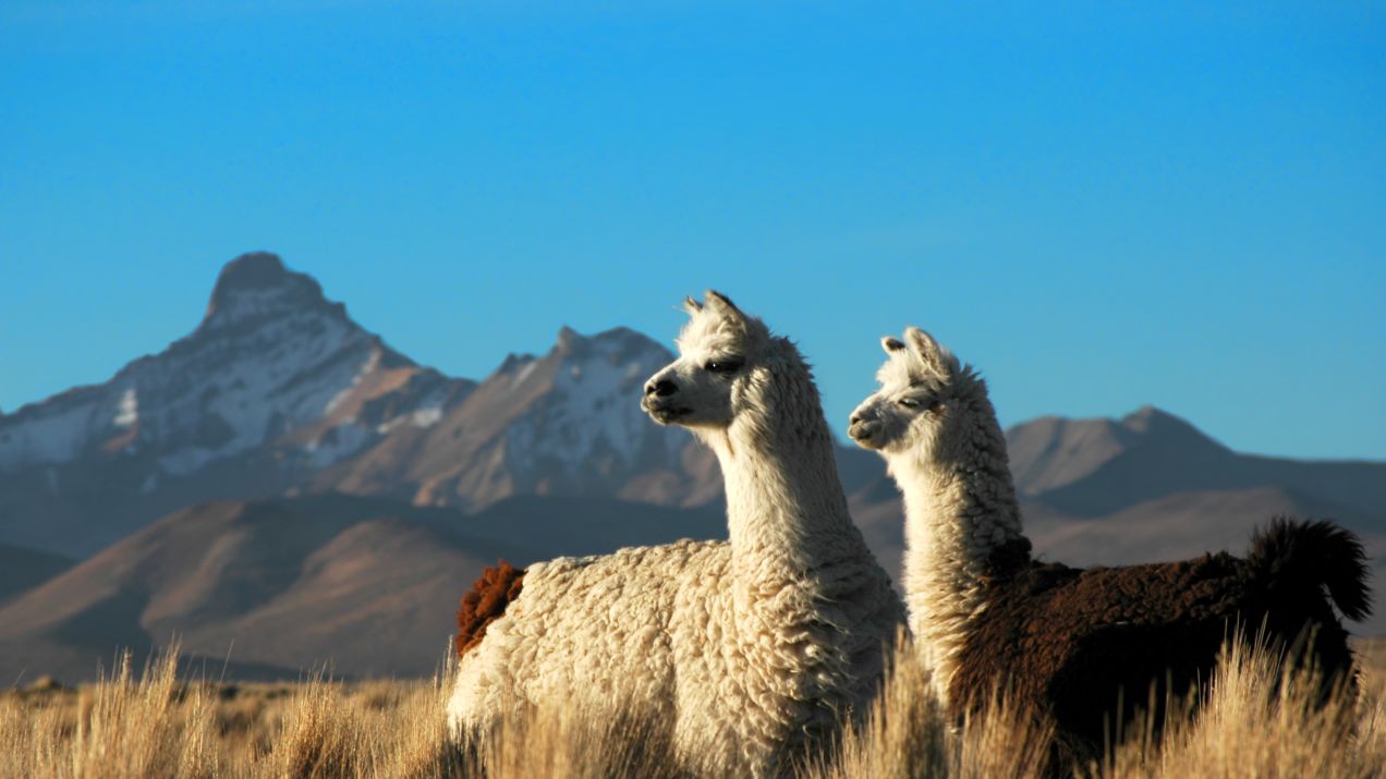 Zwierzęta Ameryki Południowej - poznaj najciekawsze gatunki