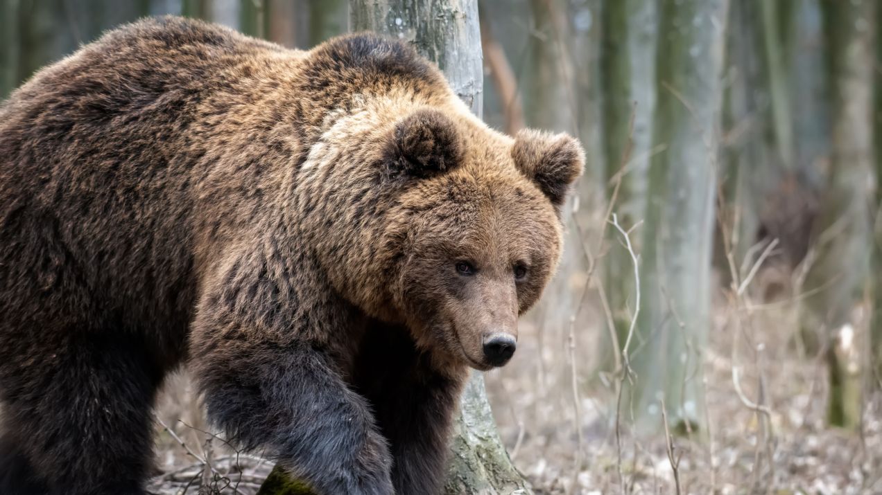 Zwierzęta w Tatrach - jakie gatunki można tam spotkać?
