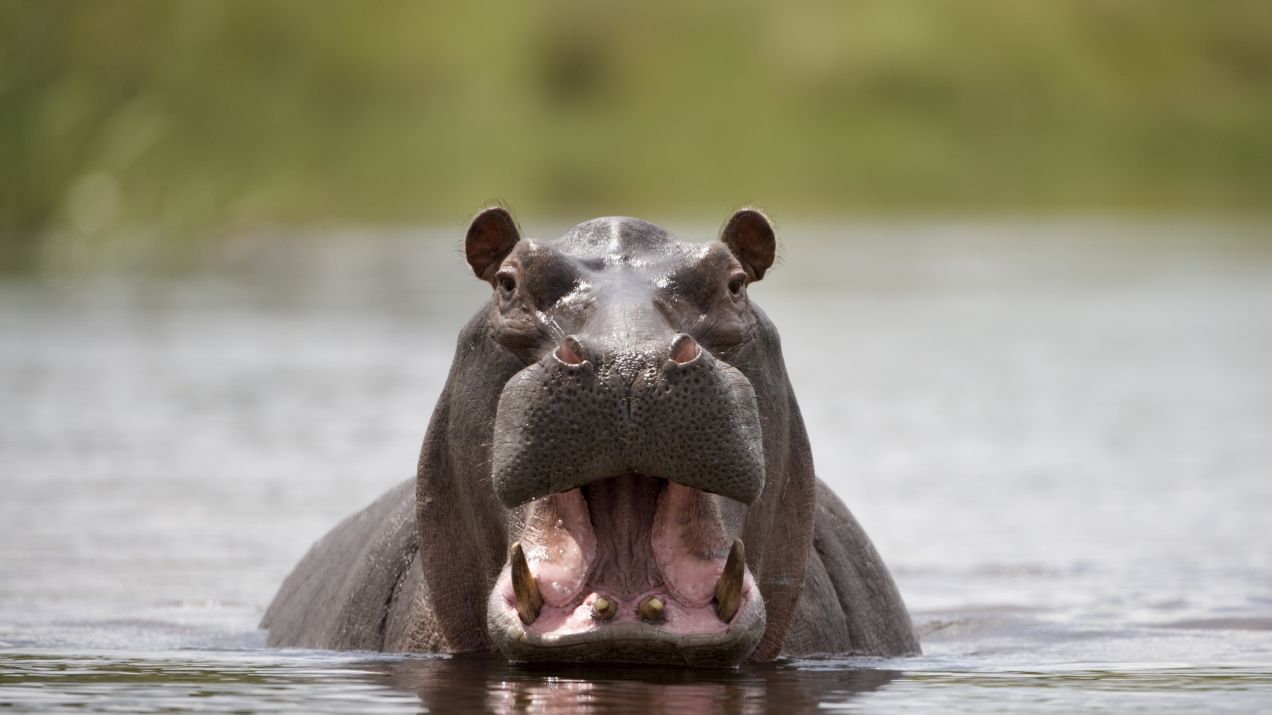Hipopotamy mają swój sposób na nieznajomych. Kupa i robienie hałasu