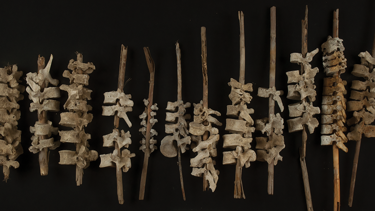 W Peru znaleziono ludzkie kręgosłupy nawleczone na łodygi trzciny. Co to za rytuał?