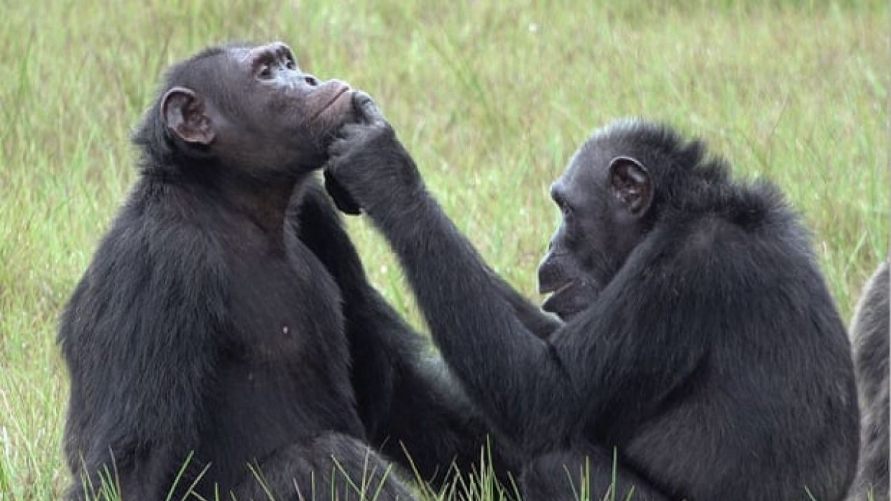 Samica szympansa Suzee przykłada przeżutego owada na ranę swojego dziecka fot. Tobias Deschner