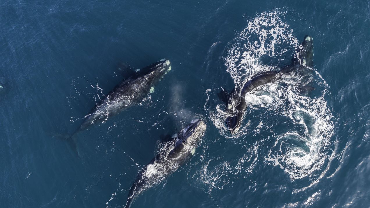 Wielorybom zawdzięczamy wiele, w tym tlen. Teraz one potrzebują naszej pomocy