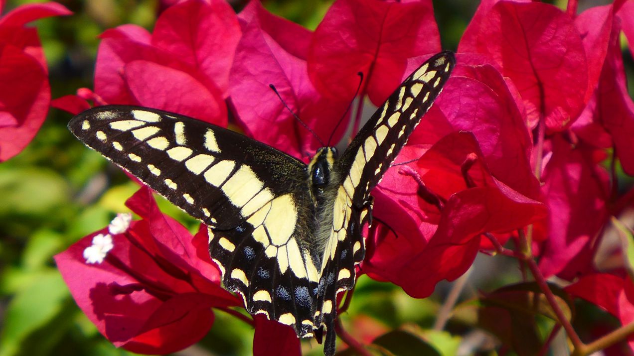 Potrafią piszczeć! 9 zaskakujących cech motyli