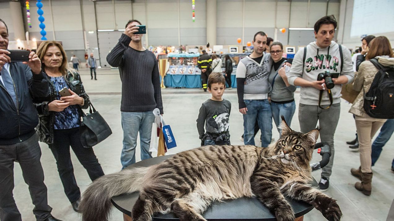 Największe koty domowe - TOP 7 wśród ras domowych (fot. Giorgio Cosulich/Getty Images)