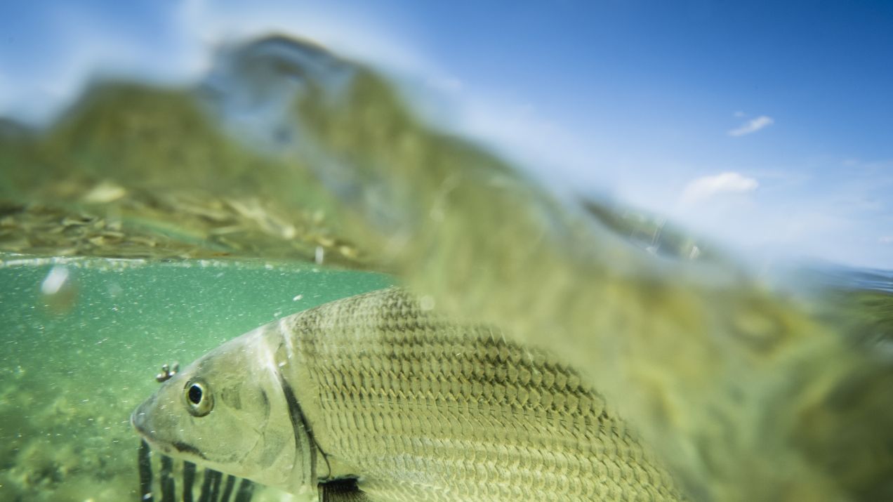 Ryby mają głos! Prawie 1000 gatunków potrafi wydawać dźwięki