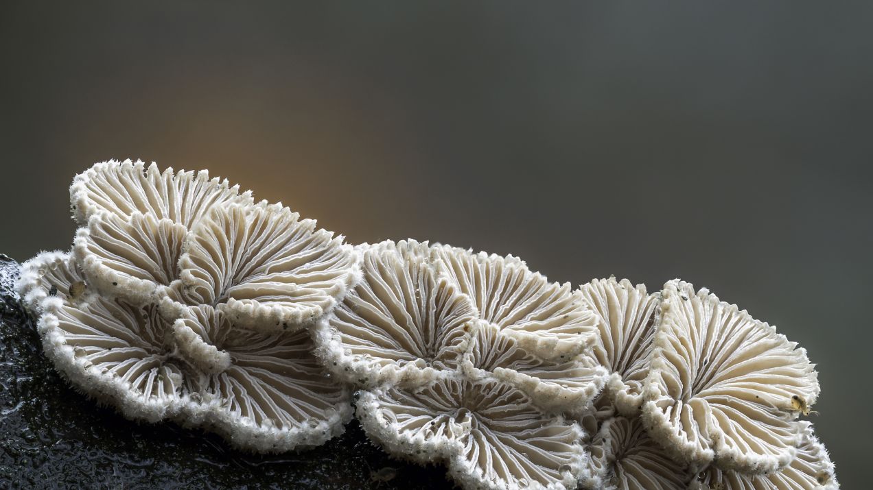 50 – tyle słów może liczyć „język” grzybów. Naukowiec twierdzi, że grzyby używają elektryczności do komunikowania się (fot. Getty Images)