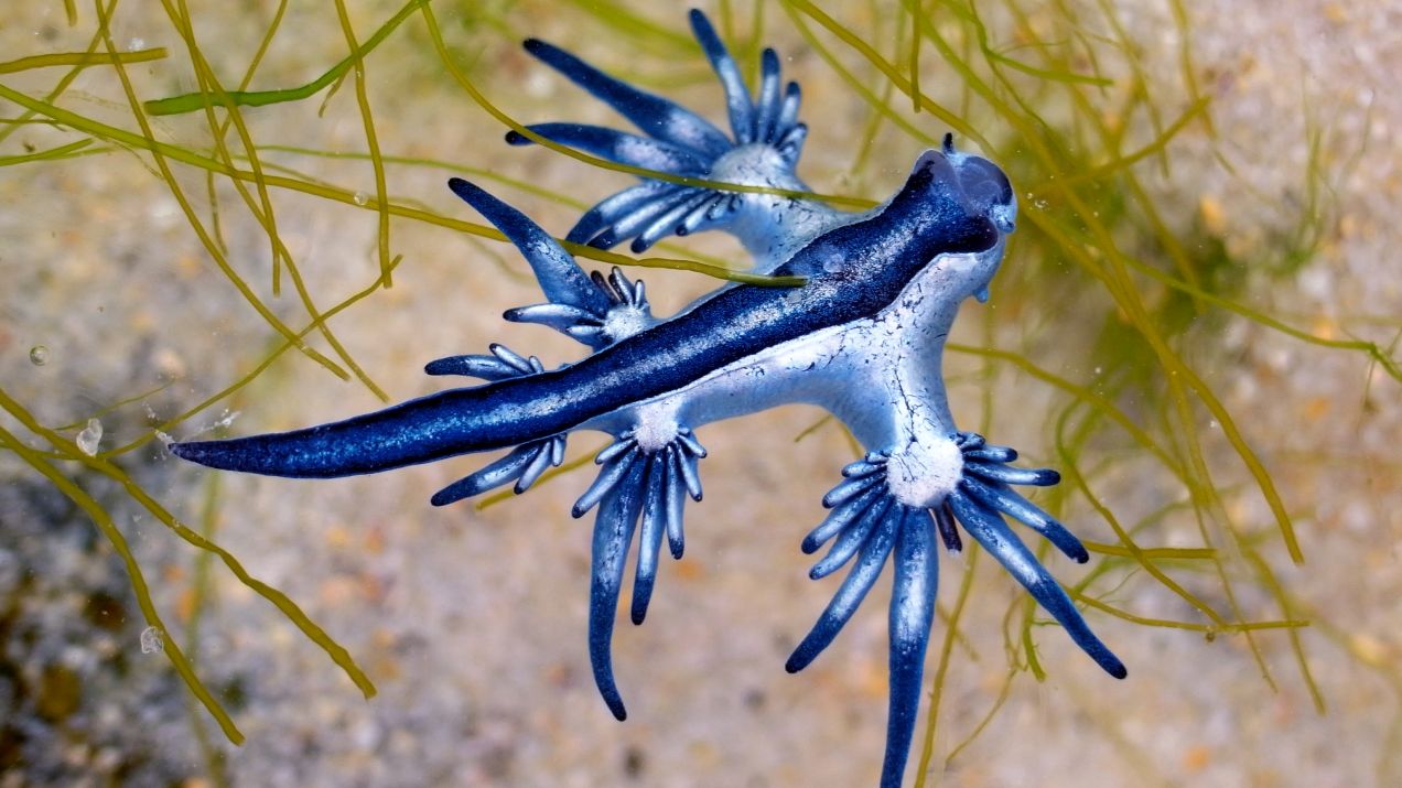 Nie wszystkie ślimaki wyglądają tak samo. Oto niebieski smok. Co o nim wiemy?