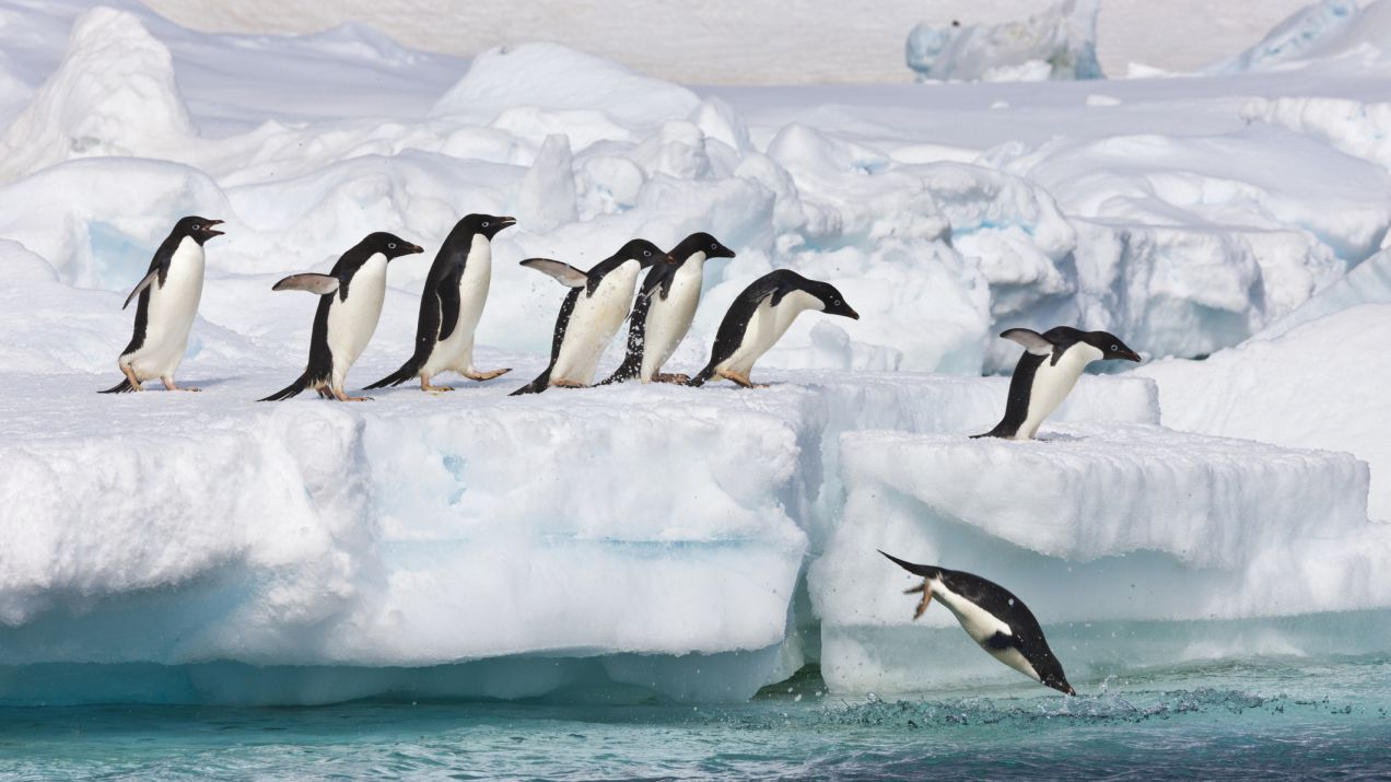 Praca na Antarktydzie szuka człowieka. Obowiązki? Liczenie pingwinów i nie tylko