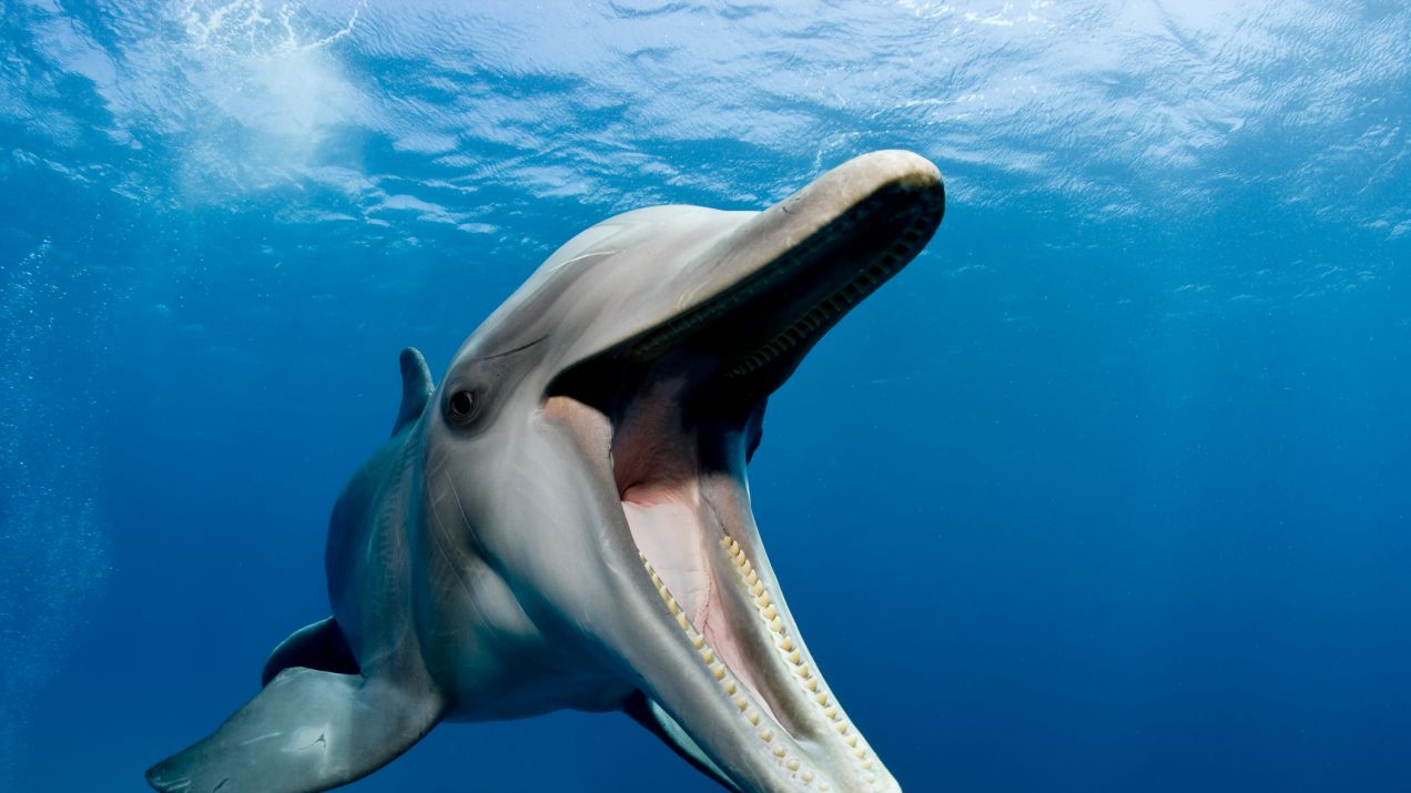 delfiny