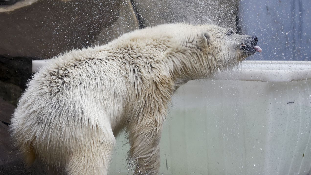 Niedźwiedź polarny – opis, występowanie i zdjęcia. Zwierzę niedźwiedź polarny ciekawostki (fot. Sefa Karacan/Anadolu Agency via Getty Images)