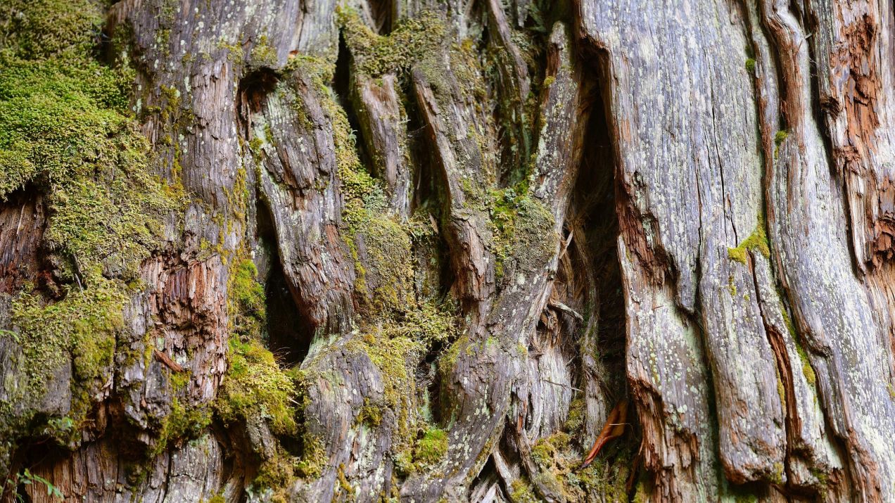 Gran Abuelo w Chile ma być najstarszym drzewem na świecie