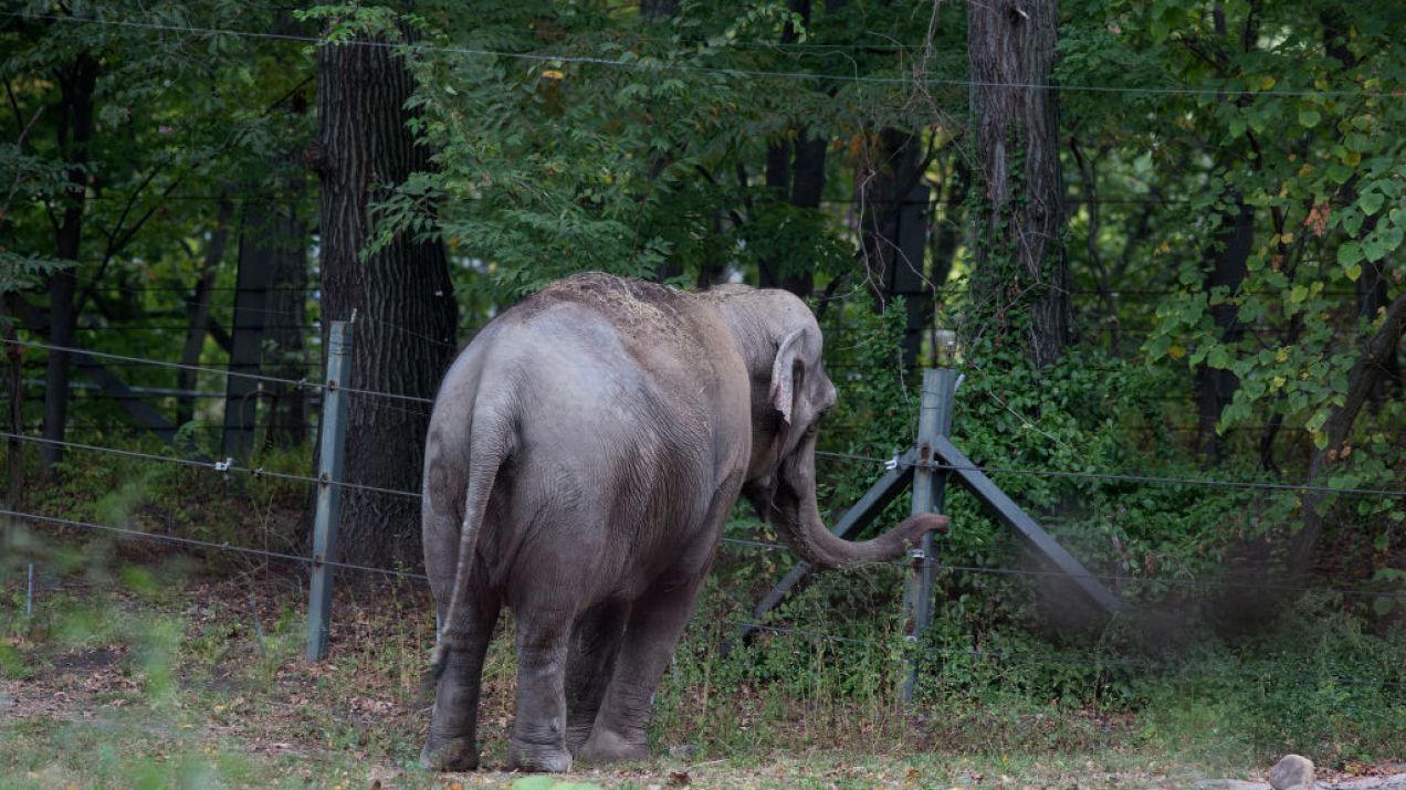 Nowojorski sąd apelacyjny zdecydował, że słoń nie ma osobowości prawnej. Kontrowersyjna sprawa słonicy Happy (fot. Andrew Lichtenstein/Corbis via Getty Images)