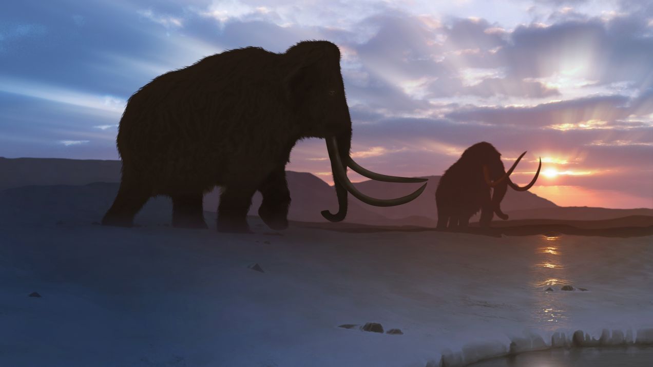 W Kanadzie znaleziono mumię małego mamuta sprzed 30 tys. lat