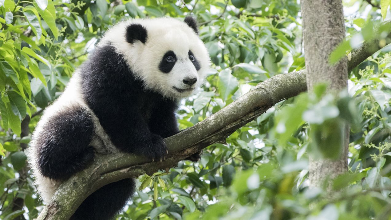 Pandy. Czarno - białe dziwolągi. Czy pandy są agresywne? Ile lat ma najstarsza panda?