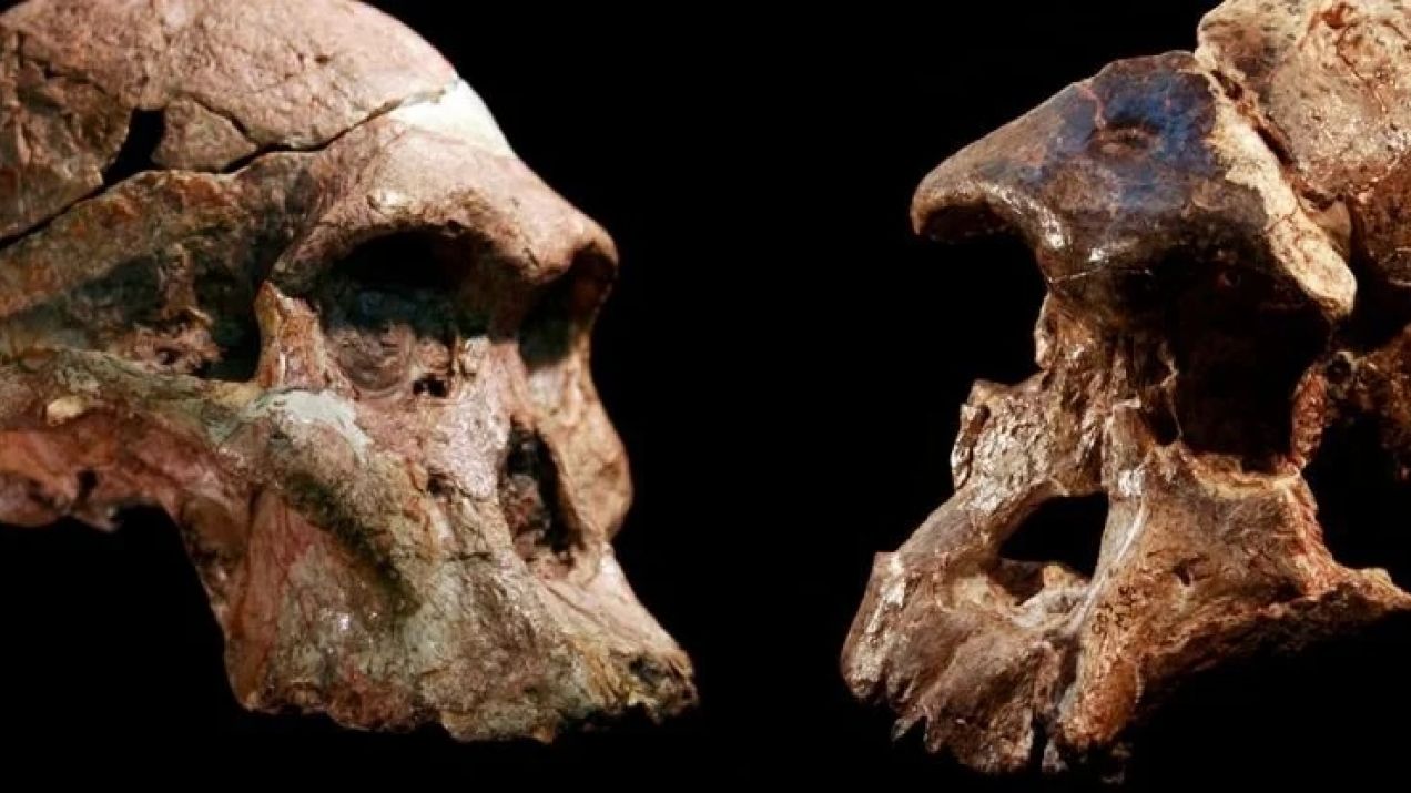 Szczątki hominidów z „Kolebki Ludzkości” są nawet o milion lat starsze niż wcześniej sądzono (fot. (Jason Heaton/Ronald Clarke/Ditsong Museum of Natural History)
