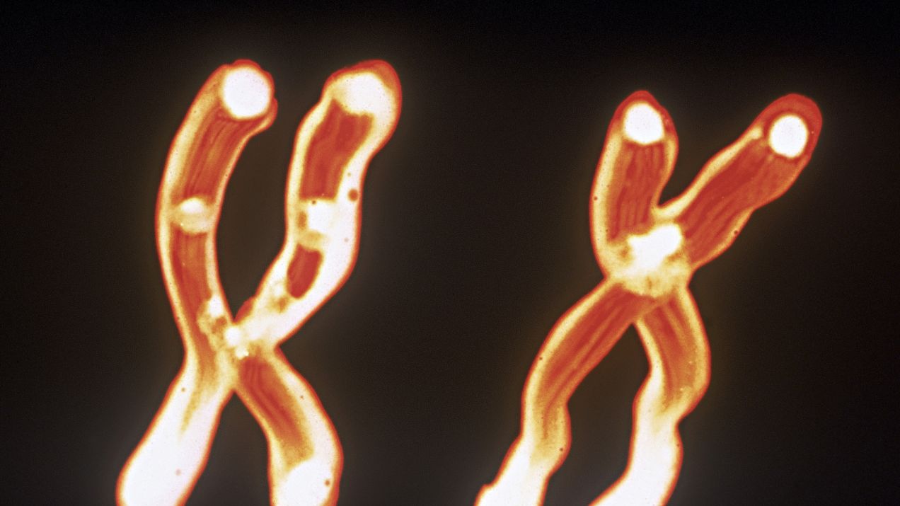 Wielu mężczyzn traci w wiekiem chromosom Y. Naukowcy zbadali, dlaczego jest to dla nich niebezpieczne (fot. Getty Images)