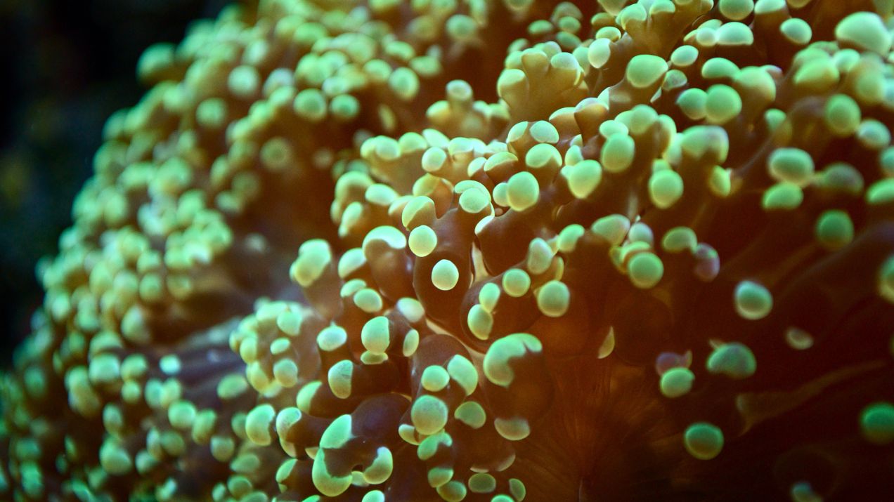 Dlaczego koralowce głębinowe świecą w ciemnościach? Naukowcy mają nowe, zaskakujące wyjaśnienie (fot. Getty Images)