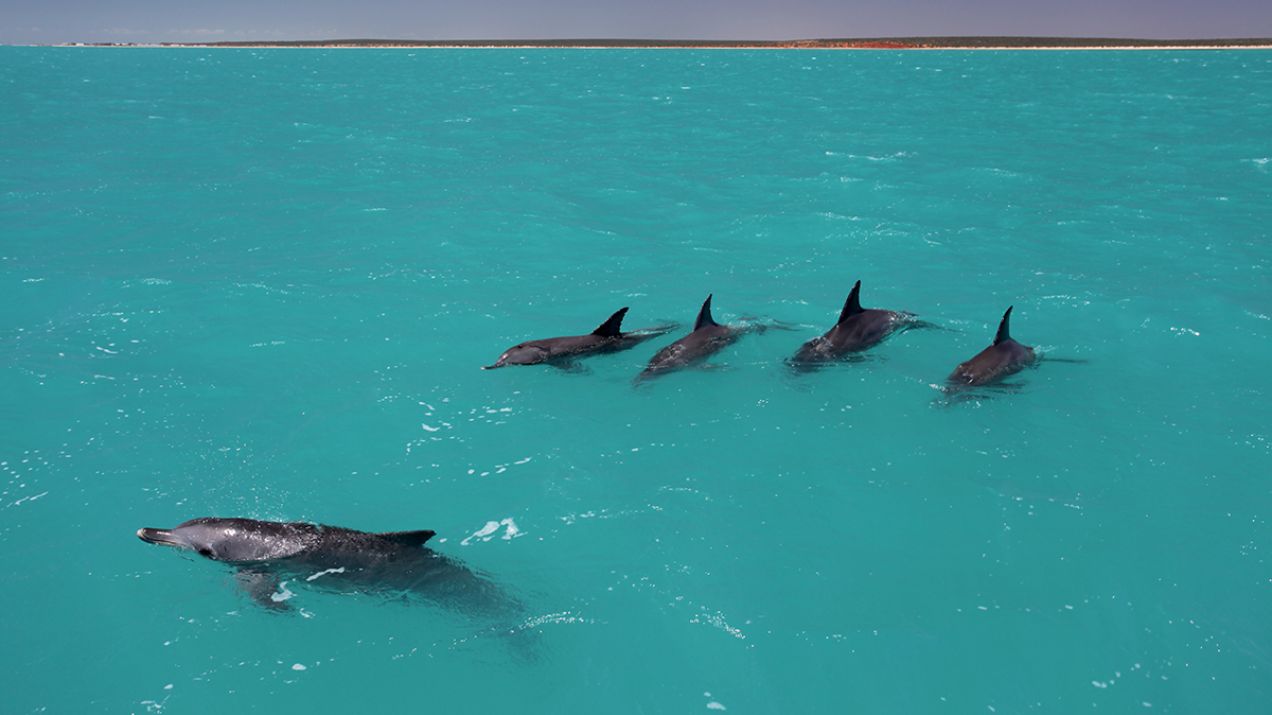 Delfiny zawierają najbardziej złożone sojusze w świecie zwierząt. Skuteczniejsi w kooperacji są tylko ludzie (fot. Simon Allen)