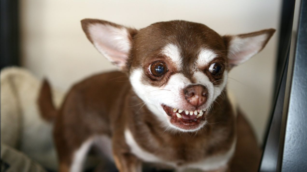 Ludzie potrafią zrozumieć emocje psów dzięki ich mimice. Którą rasę najłatwiej rozszyfrować?