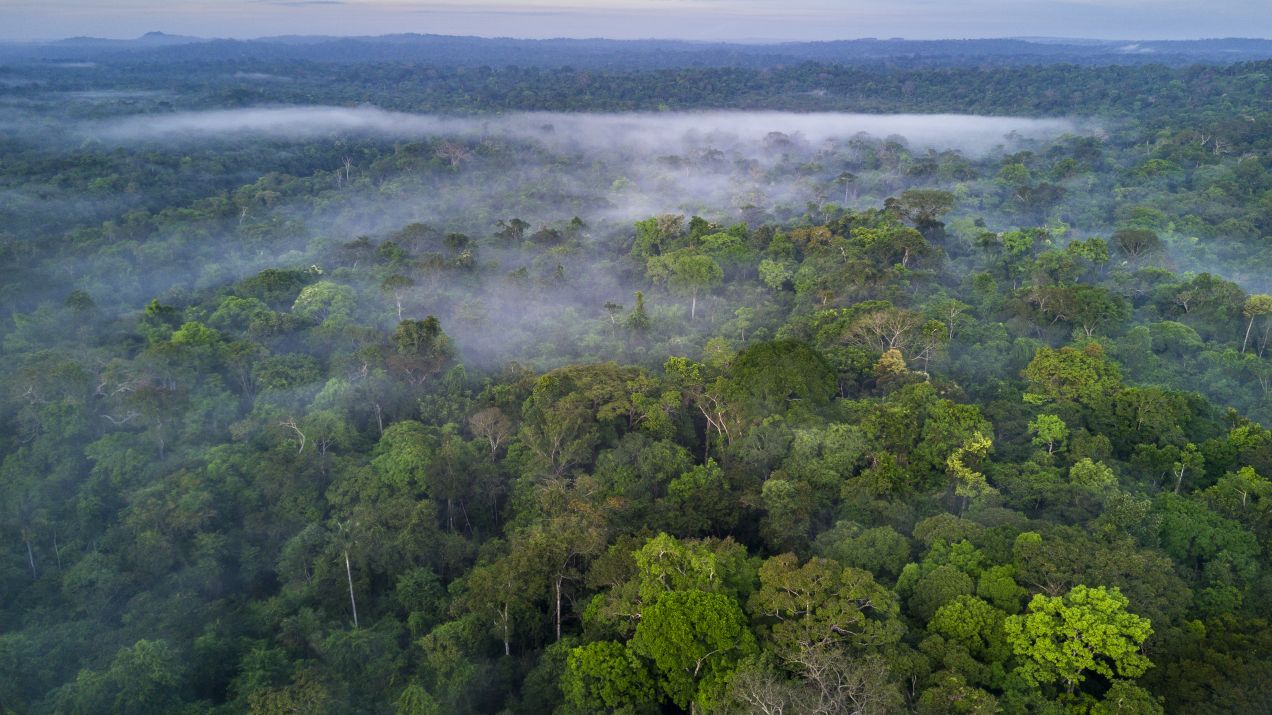 Naukowcy zbadają największe drzewo w Amazonii. Dotarcie do rekordzisty zajęło kilka lat