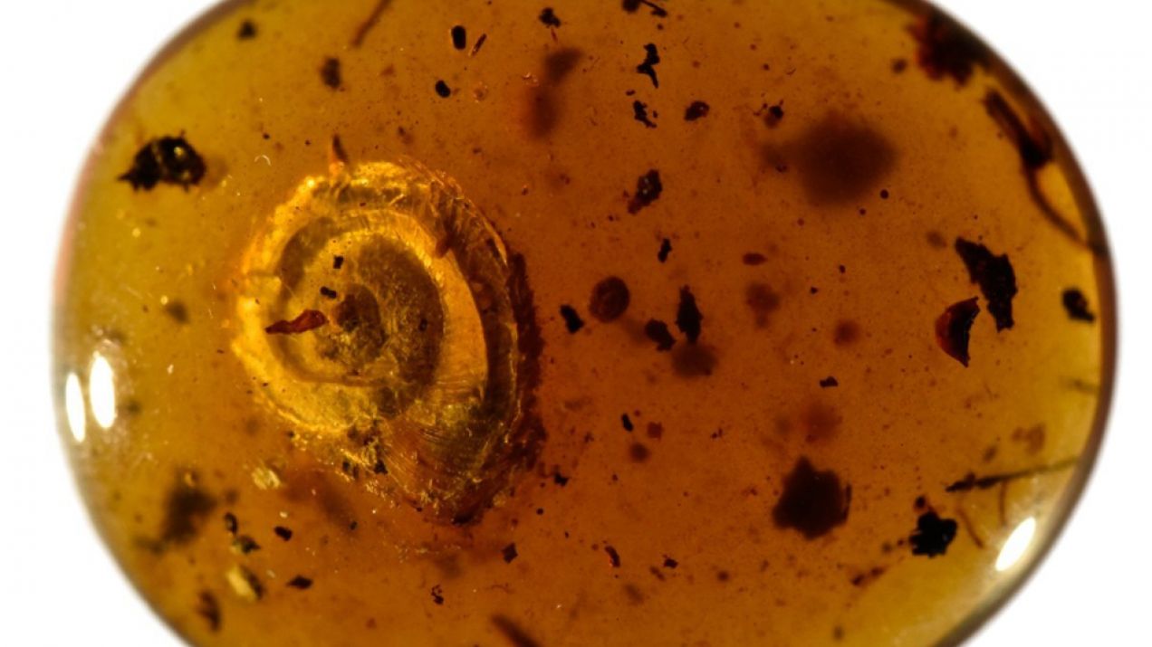 W bursztynie sprzed prawie 100 milionów lat znaleziono owłosionego ślimaka. Po co mu włosie?
