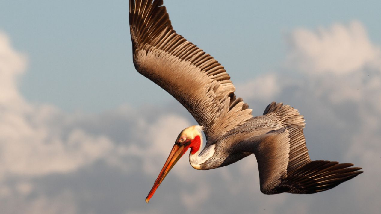 Gdzie latały pterozaury? Paleontolodzy odkryli nowy gatunek podobny do pelikana