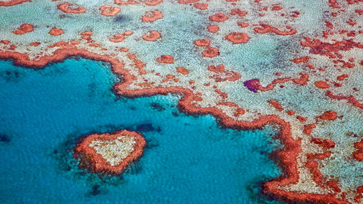 Jak powstała Wielka Rafa Koralowa? Badacze znaleźli brakujący element układanki