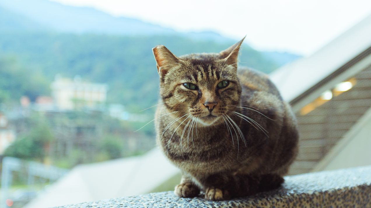 Kot w Tajpej