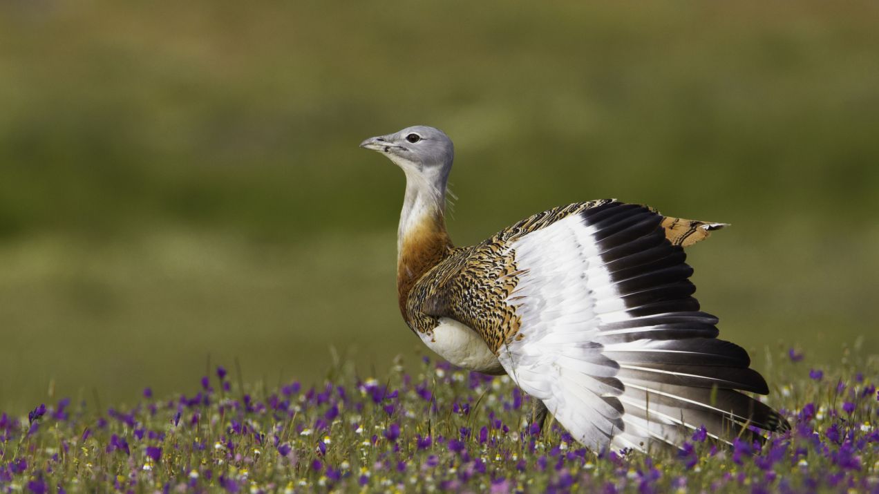 Najcięższy latający ptak świata potrafi sam się leczyć. Używa ziół stosowanych w tradycyjnej medycynie (fot. Getty Images)