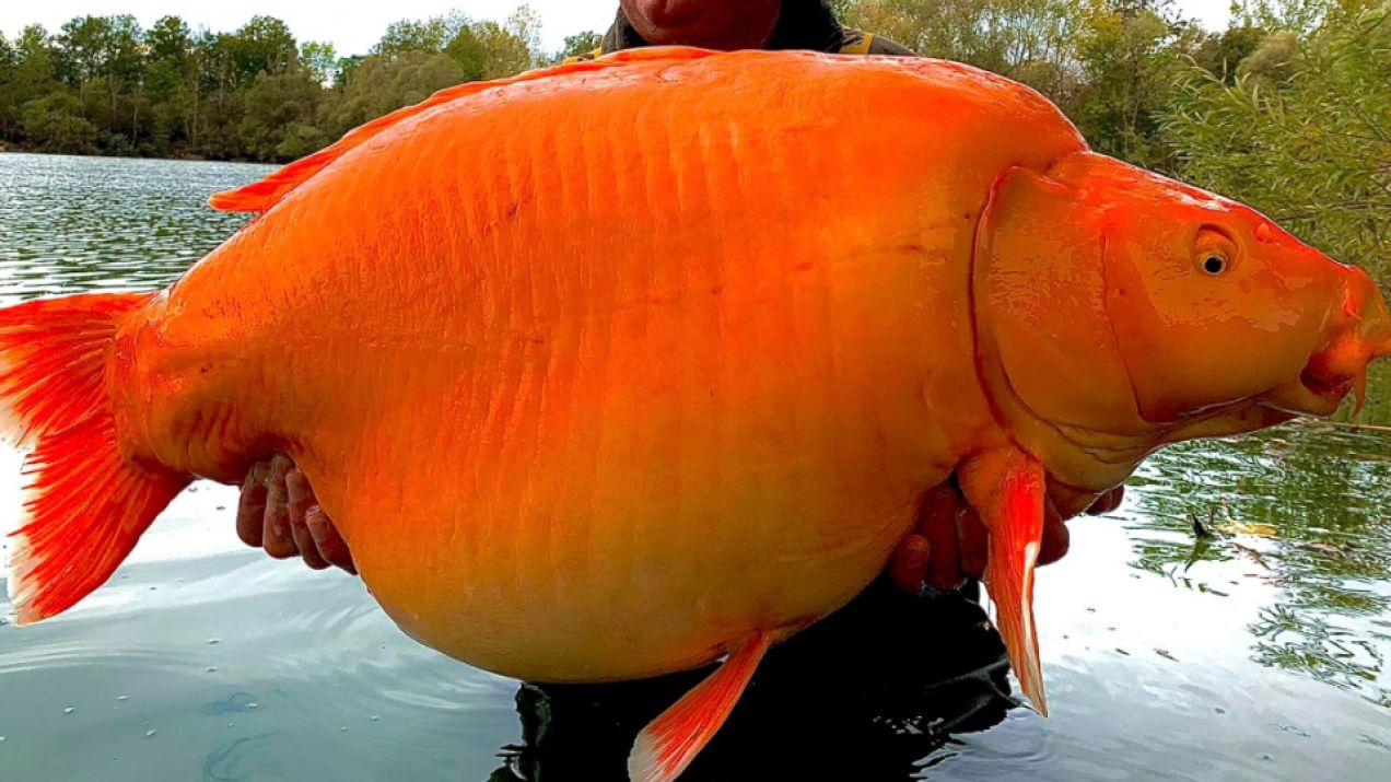 Złota rybka złowiona we Francji waży tyle co dwa psy. Nie jest największa w okolicy